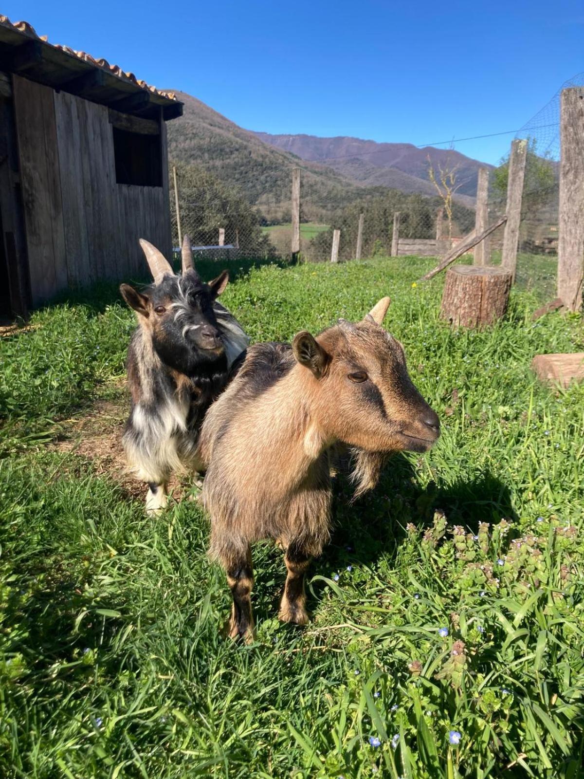 Séjour à la campagne Mas Garganta *
